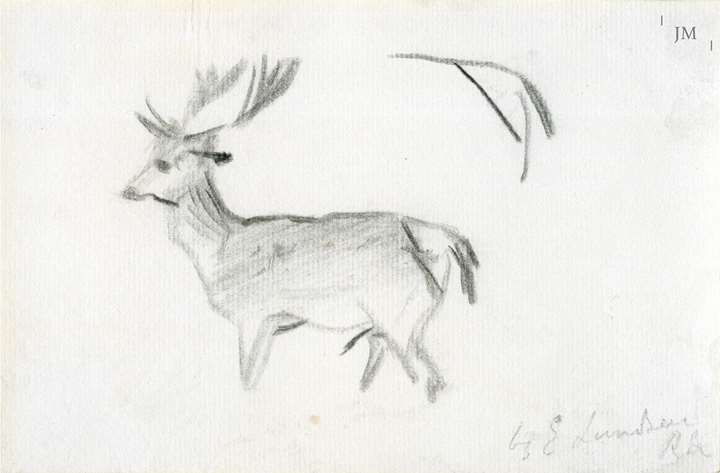 Study of a stag 